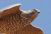 Collared Sparrowhawk (Accipiter cirrocephalus)